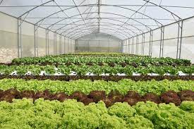 Nft System Boosts Lebanese Lettuce