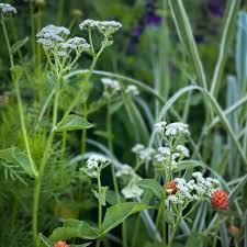 Image result for Parthenium