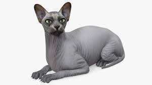 Chat très sociable qui aime sortir. Sphynx Katze Schwarz Liegend Pose 3d Modell Turbosquid 1643651