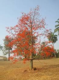 Image result for Hildegardia