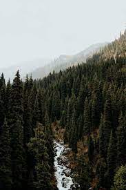 A Complete Guide To The Terra Forest Meadow Trail In The Almaty Mountains Where The Souls Wander Forest Photography Nature Aesthetic Nature Pictures