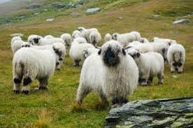 The world's cutest sheep were once only found in remote villages in the mountains of switzerland. The Valais Blacknose Sheep Breed Regenerative Agriculture Sustainable Food Rainwater Harvesting