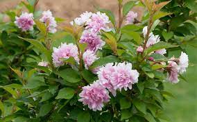 Zuzu dwarf flowering cherry tree. Buy Zuzu Flowering Cherry Free Shipping 5 Galloon Pot Of Prunus Incisa Rinpo For Sale Online From Wilson Bros Gardens