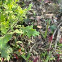 Image result for Pseudoconyza