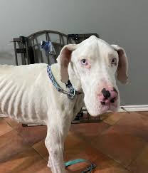 The puppy was born with a fifth paw and is currently under the care of stray rescue of saint louis. August 2020 Rocker Puppy Rescue Sponsorship Recaps Deaf Dogs Rock