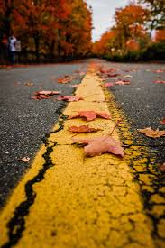 Not all maples are great for stunning fall color, but here are 10 species that fit the bill, including sugar maple remember, though, that fall foliage color for any tree is based on many factors, including fall precipitation and an attractive subspecies of sugar maple is commonly known as the black maple. Hd Wallpaper Maple Leaves On Yellow And Black Concrete Road During Daytime Wallpaper Flare