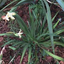 Image result for Dietes flavida