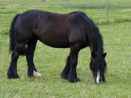 Tinker, irish tinker oder gypsy cob sind bezeichnungen für pferde der rasse irish cob und weitere pferde ähnlichen typs, die jedoch nicht als irish cobs anerkannt werden. Tinker Foto Bild Tiere Haustiere Pferde Esel Maultiere Bilder Auf Fotocommunity