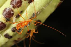 Insect pests can be divided in to 3 main groups : Cocoa Cacao Diseases And Pests Description Uses Propagation