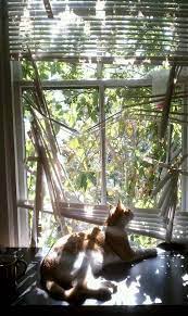 How To Keep Cats From Breaking Blinds Blinds Com Cats Cat Box Crazy Cats