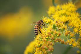 Canada Goldenrod Solidago Canadensis Canadensis Goldenrod Glade
