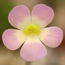 Image result for Drosera pilosa