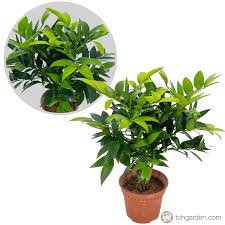 Image result for Nageia nagi