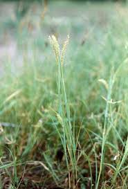Image result for Cenchrus biflorus