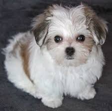 These are very sweet and healthy puppies. Morkie Puppy For Sale Heavenly Puppies