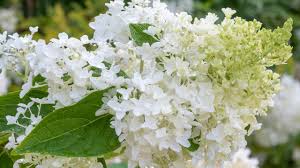 Image result for Gaertnera paniculata