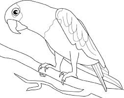 Desenhos de papagaio para colorir, 100. Desenho De Papagaio No Galho Para Colorir Tudodesenhos