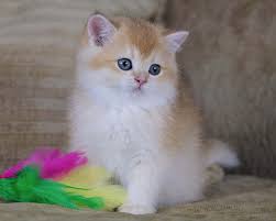 British longhair kitten, cattery van brifety, the netherlands. British Shorthair Longhair Cats Kittens