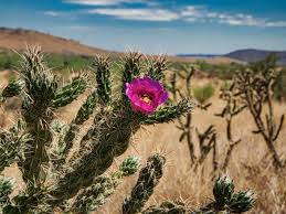 Cholla cactus is a collective term used to denote around 30 species of cacti, which belong to the genus cylindropuntia. New Mexico Cactus Gardens Hedgehog And Cholla Cactus Green Nature