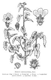 Image result for Hibiscus panduriformis