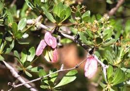 Image result for Terminalia randii