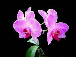 What We Should Know About Flower Orchid Flower Orchid Wallpaper Orchids