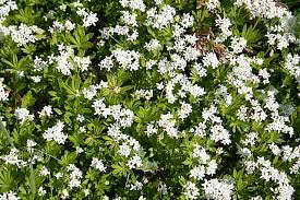 Sweet woodruff herb was originally grown for the fresh smell the leaves give off and was used as a woodruff is a medicinal plant native to europe and the middle east, with particular medicinal and. Sweet Woodruff Advice From The Herb Lady