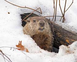 Groundhog hibernating in burrow