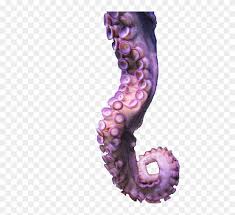 Download 12,522 octopus drawing stock illustrations, vectors & clipart for free or amazingly low rates! Octopus Tentacle Drawing Tentacle Transparent Free Transparent Png Clipart Images Download