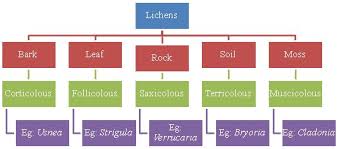 Shilapushpa Lichens General Characteristics