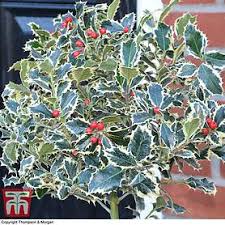 Buy holly hedging ilex ilex hedge plants from hopes evergreen hollies finegardening tidak ada komentar untuk blue princess holly growth rate. Holly Blue Maid Standard Thompson Morgan