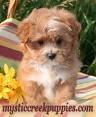 teacup puppies for sale in Virginia Classifieds & Buy and ...
