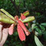 Image result for Xylopia aethiopica