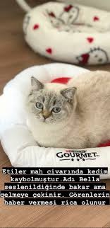 Cins Kedi Sahiplendirme Antalya Home Facebook