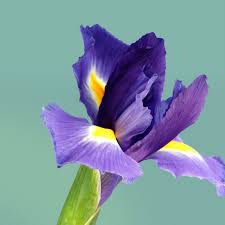 Galaxy note iii & s4 mix wallpaper resolutions 960x960. Download Samsung Galaxy S3 Wallpaper Sammobile