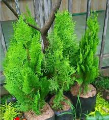 Benih bibit daun kelor moringa moringga biji kering tanaman pohon stek. Detail Gambar Jual Ready Bibit Pohon Cemara Kipas Tanaman Hias Murah Kota