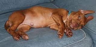 Pin On Dogs