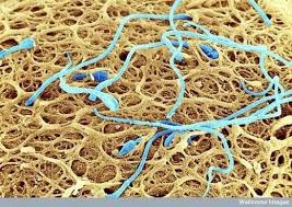 Espermatozoides Sobre La Superficie Del Ovulo Previo A La Fecundacion Vistos Con Microsco Curiosidades Del Cuerpo Humano Dentro Del Cuerpo Humano Cuerpo Humano