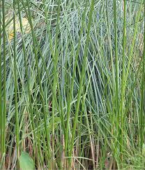 Image result for Cyperus alopecuroides
