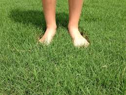It spreads rapidly to provide a dense turf which is wear tolerant. Why Pick Tifway 419 Bermuda Grass Houston Pearland Sugar Land