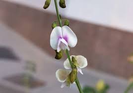 Image result for Tephrosia noctiflora