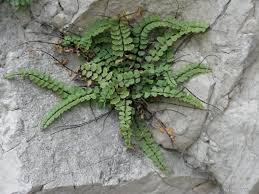 Image result for sleziník Asplenium