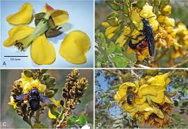 Image result for Erythrostemon