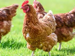 Physical appearance of wyandotte chicken. Chicken Allergy Symptoms Management And What To Avoid