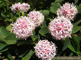 Below are some fun ways to use pom poms! Dais Cotinifolia Kumbula Indigenous Nursery