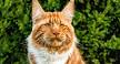 The Largest Domestic Cat Breed | Big But Friendly House Cats