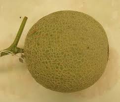 ✓ gratis untuk komersial ✓ tidak perlu kredit ✓ bebas hak cipta. Melon Genetic Resources Phenotypic Diversity And Horticultural Taxonomy Springerlink