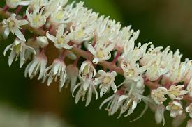 Image result for Iteaceae