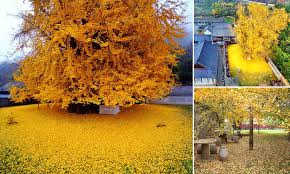 He noticed an interesting trend. 1 400 Year Old Ginkgo Tree Planted By A Chinese Emperor Has The Perfect Autumn Foliage Daily Mail Online