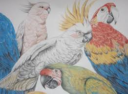 Birds Of A Feather New Vegas Bug Parrots Cockatoo Wallpaper Borders Vintage Tropical Bird Wallpaper Borders 3 Rolls Cockatoo Vintage Parrot Parrot Wallpaper